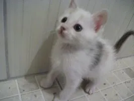 Gato ra a SRD idade 2 a 6 meses nome PITANGA