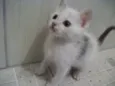 PITANGA