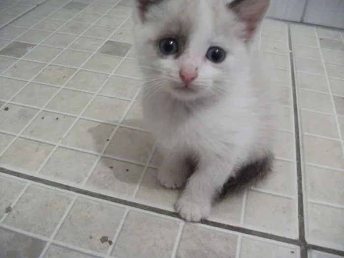 Gato ra a SRD idade 2 a 6 meses nome AMORA