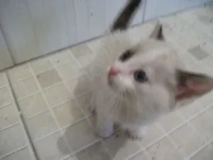 Gato raça SRD idade 2 a 6 meses nome AMORA