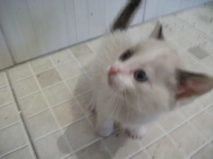 Gato ra a SRD idade 2 a 6 meses nome AMORA