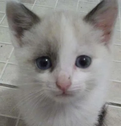 Gato ra a SRD idade 2 a 6 meses nome AMORA