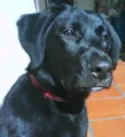 Urso