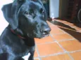 Urso