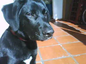 Cachorro raça Labrador idade 5 anos nome Urso
