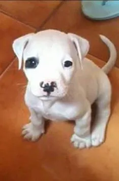 Cachorro ra a Pit-Bull idade 2 a 6 meses nome Magnus GRATIFICA