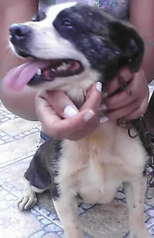 Cachorro ra a SRD idade 2 anos nome Duque