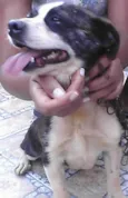 Duque