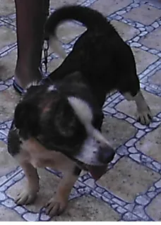 Cachorro ra a SRD idade 2 anos nome Duque