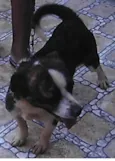 Duque
