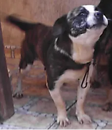 Cachorro ra a SRD idade 2 anos nome Duque