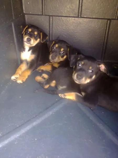 Cachorro ra a srd idade Abaixo de 2 meses nome sem nome