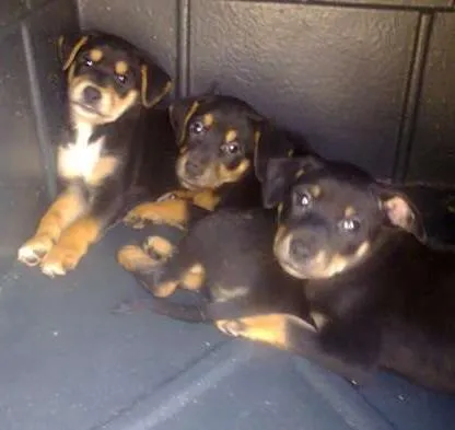 Cachorro ra a srd idade Abaixo de 2 meses nome sem nome