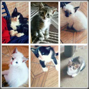Gato raça  idade Abaixo de 2 meses nome 1 mês de vida