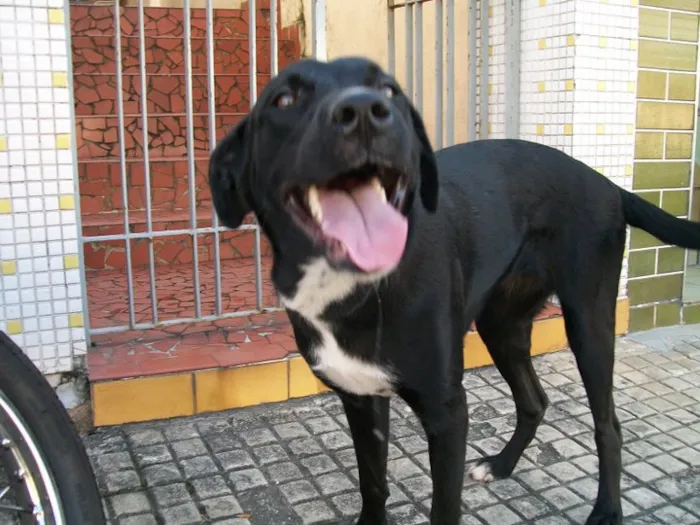 Cachorro ra a labrador com fila idade 4 anos nome akira