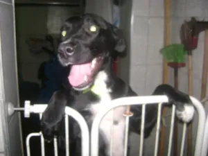 Cachorro raça labrador com fila idade 4 anos nome akira