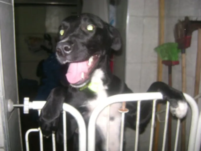 Cachorro ra a labrador com fila idade 4 anos nome akira