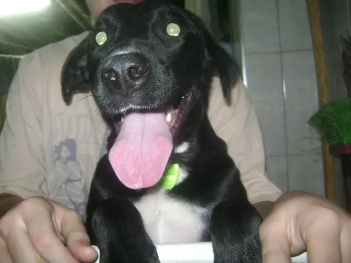 Cachorro ra a labrador com fila idade 4 anos nome akira