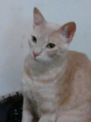 Gato raça SRD idade 1 ano nome Duda e Bidu