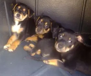 Cachorro raça srd idade Abaixo de 2 meses nome sem nome