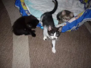 Gato raça SRD idade 2 a 6 meses nome Sem nome