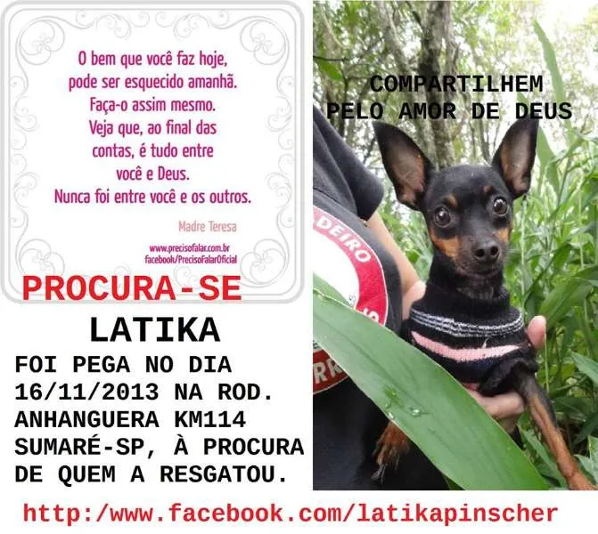 Cachorro ra a Pinscher idade 5 anos nome Latika GRATIFICA