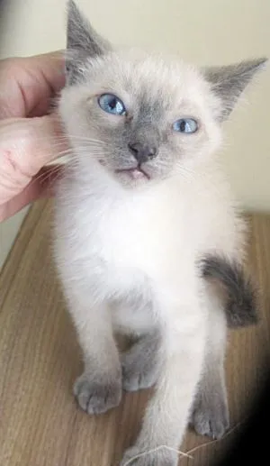 Gato raça comum idade 1 ano nome Lexter