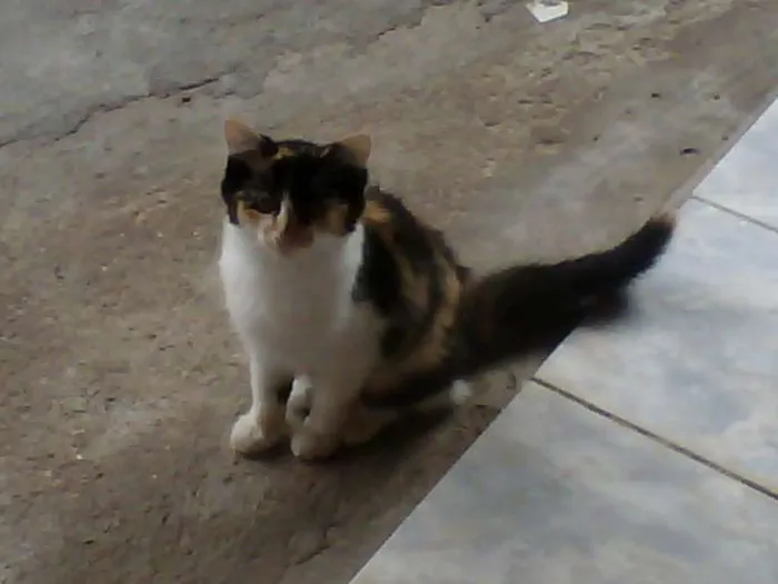 Gato ra a SRD idade 7 a 11 meses nome Garfield e Lilly