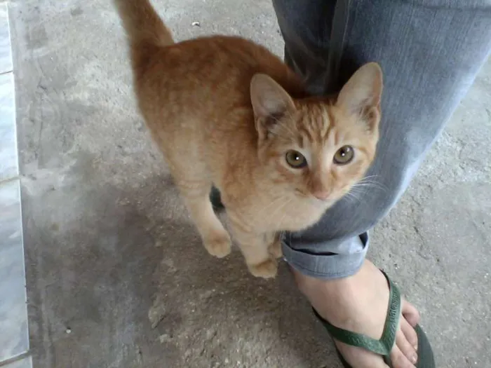 Gato ra a SRD idade 7 a 11 meses nome Garfield e Lilly