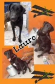 LAURO