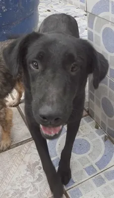 Cachorro raça SRD + LABRADOR idade 2 anos nome LAURO