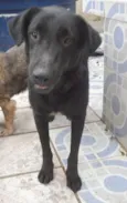 LAURO