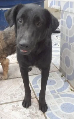 Cachorro ra a SRD + LABRADOR idade 2 anos nome LAURO