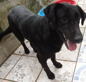 Cachorro ra a SRD + LABRADOR idade 2 anos nome LAURO