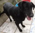 LAURO
