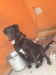 LAURO