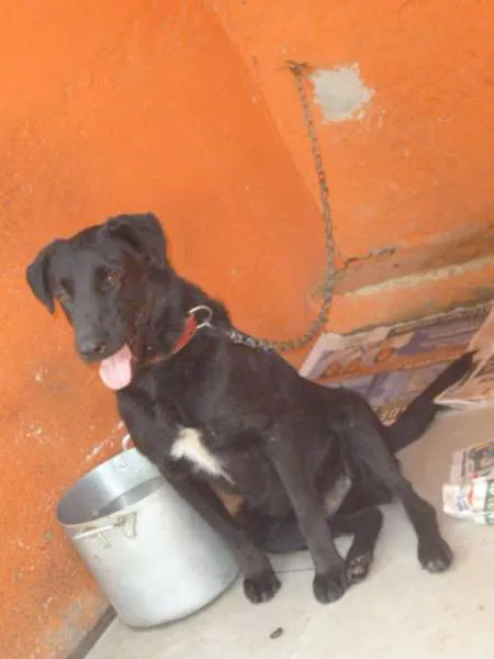 Cachorro ra a SRD + LABRADOR idade 2 anos nome LAURO