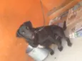 LAURO