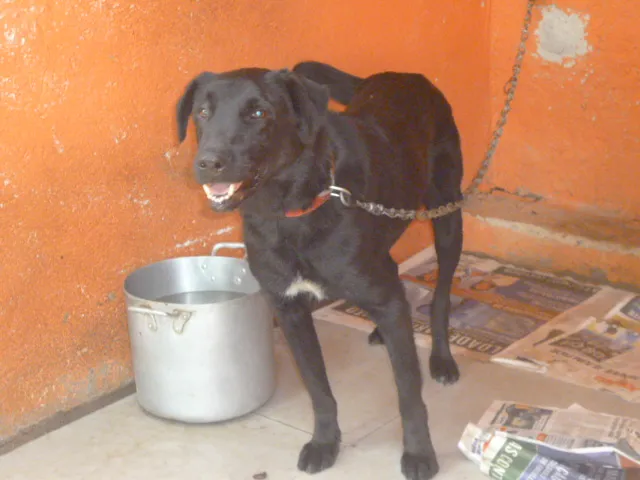 Cachorro ra a SRD + LABRADOR idade 2 anos nome LAURO