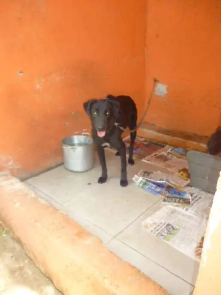 Cachorro ra a SRD + LABRADOR idade 2 anos nome LAURO