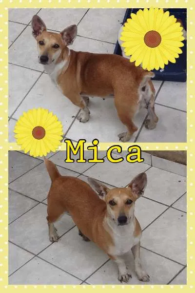 Cachorro ra a SRD idade 2 anos nome MICA