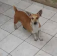 MICA