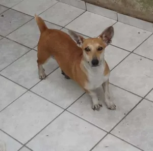 Cachorro raça SRD idade 2 anos nome MICA