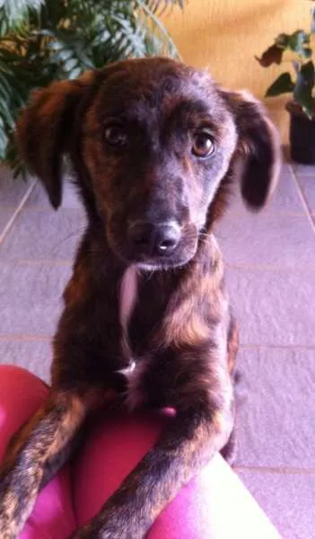 Cachorro ra a SRD idade 2 a 6 meses nome Mika