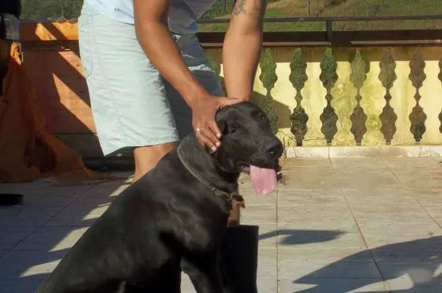 Cachorro ra a Mestiço Labrador com Pittibull idade 1 ano nome Zander