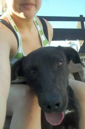 Cachorro raça Mestiço Labrador com Pittibull idade 1 ano nome Zander