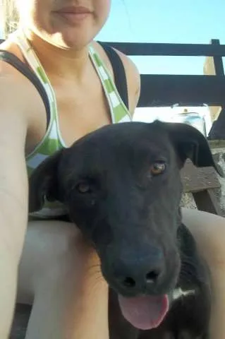 Cachorro ra a Mestiço Labrador com Pittibull idade 1 ano nome Zander