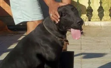 Cachorro ra a Mestiço Labrador com Pittibull idade 1 ano nome Zander