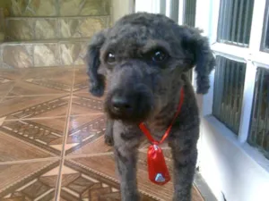 Cachorro raça poodle idade 4 anos nome Boby