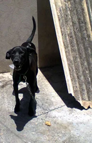 Cachorro raça mesturado idade 3 anos nome bobi